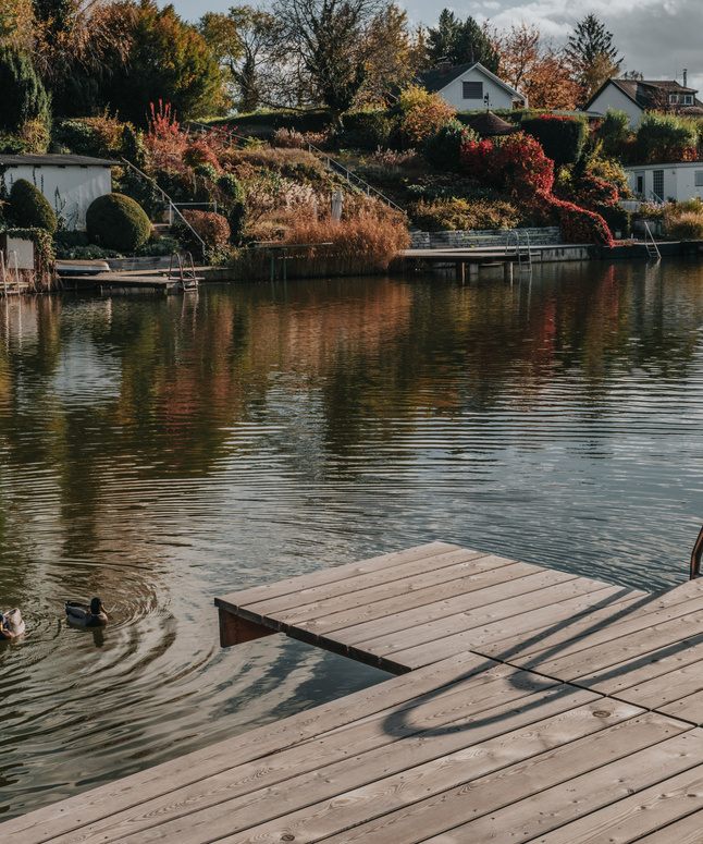 Hölzerner Steg an einem ruhigen See mit schwimmenden Enten; im Hintergrund Häuser und Bäume mit Herbstlaub.
